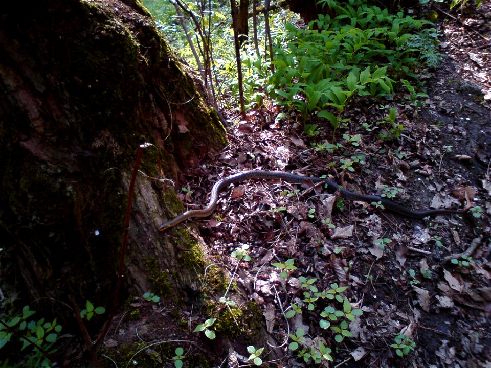 Aufgenommen am 20.04.2010 in Linz Urfahr, nördlich an der Waldgrenze.