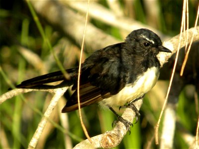 Willy Wagtail found in Central Queensland, Australia photo