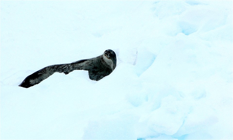 Seals in Antarctica