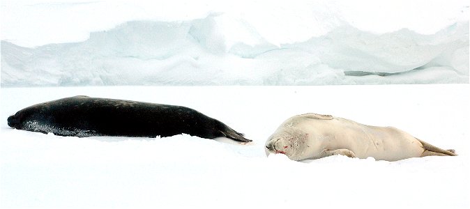 Dead seal in Antarctica