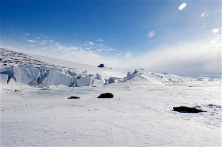 Weddell seals bask in the sun as they lay on the ice outside Scott Base, the New Zealand research station in the Antarctic, as U.S. Secretary of State John Kerry observed them on November 12, 2016, af