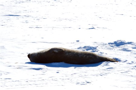 A Weddell seal basks in the sun as it lays on the ice outside Scott Base, the New Zealand research station in the Antarctic, as U.S. Secretary of State John Kerry observed them on November 12, 2016, a