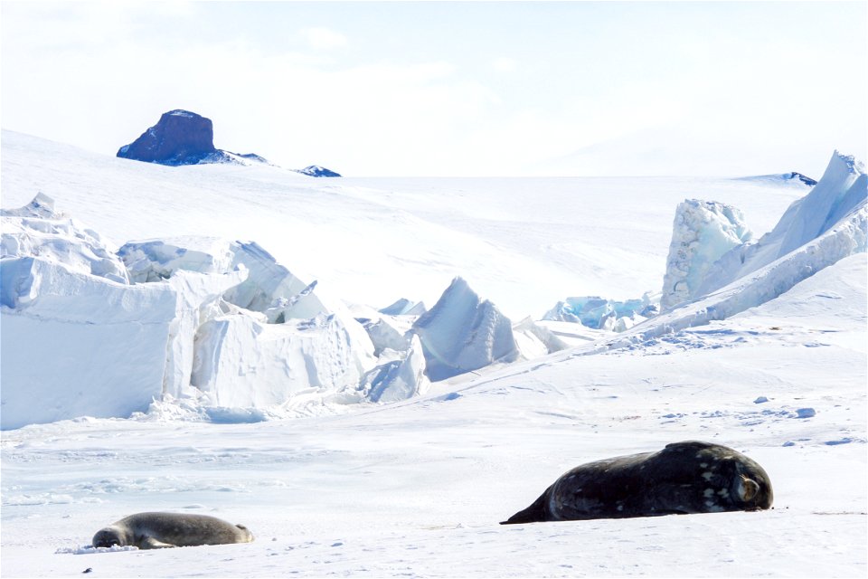 Weddell seals bask in the sun as they lay on the ice outside Scott Base, the New Zealand research station in the Antarctic, as U.S. Secretary of State John Kerry observed them on November 12, 2016, af