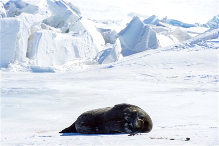 A Weddell seal basks in the sun as it lays on the ice outside Scott Base, the New Zealand research station in the Antarctic, as U.S. Secretary of State John Kerry observed them on November 12, 2016, a