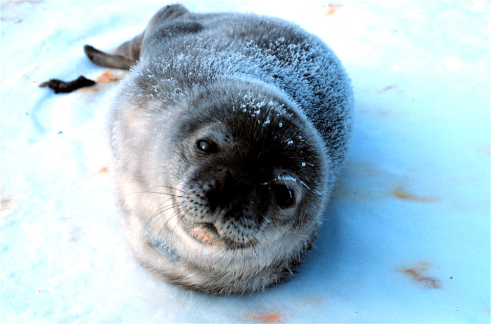 Complete trust - a baby Weddell seal.  Antarctica. November 1978.