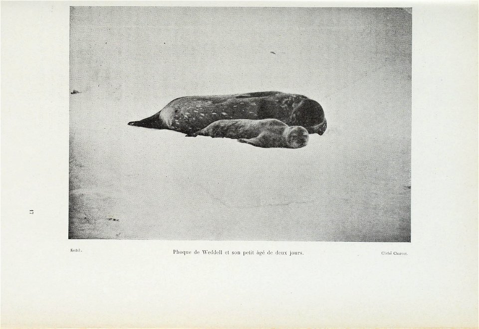 Le pourquoi-pas dans l'Antarctique : journal de la deuxieme expedition au Pole Sud, 1908-1910, suivi des rapports scientifiques des membres de letat-major preface de M. Paul Doumer.