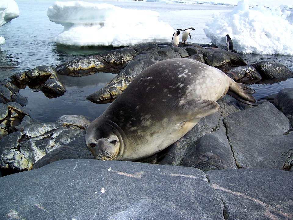 Phoque de Wedell et manchots Adélies pris sur la pointe sud de l'île des Pétrels, abritant la base Française Dumont d'Urville