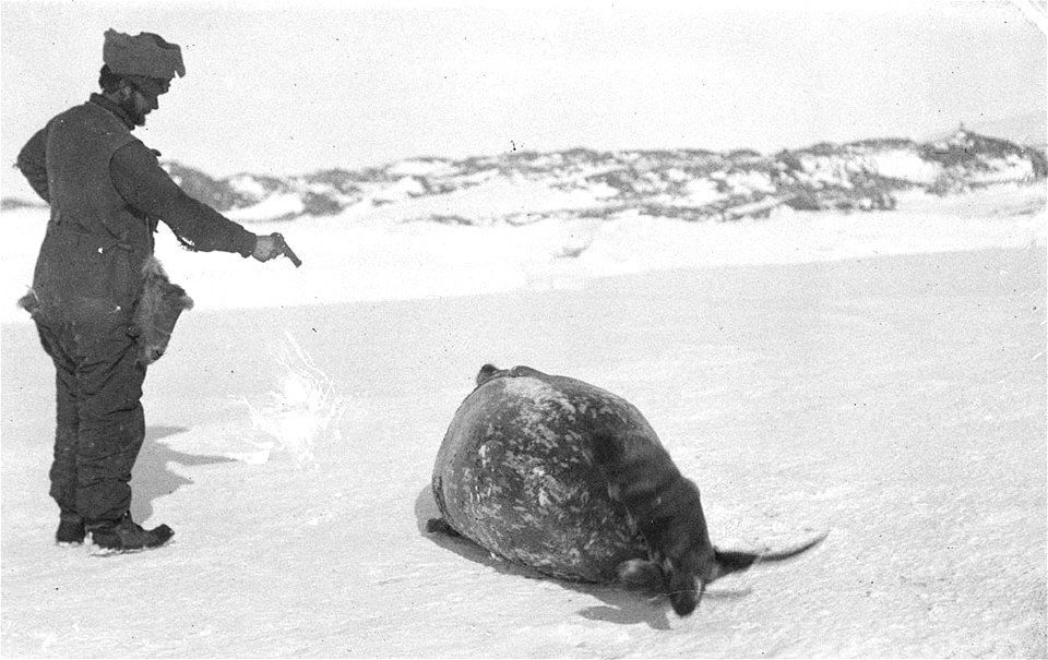 Leslie Whetter, surgeon at the Main Base during the Australasian Antarctic Expedition, shoots a Weddell seal.