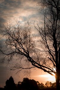 Tree silhouette clouds