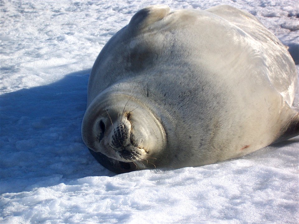 Phoque de Weddell. Photo prise à coté de la base Française Dumont d'Urville en Antarctique.