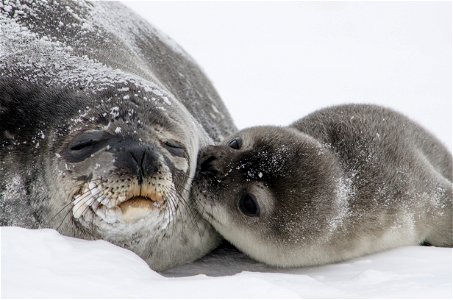 Seal Pup Kisses — Seriously...how ridiculously cute is this? We saw this photo of Weddell seals, taken by our own William Link, and just couldn't hold back from sharing it with you! The Weddell seal photo