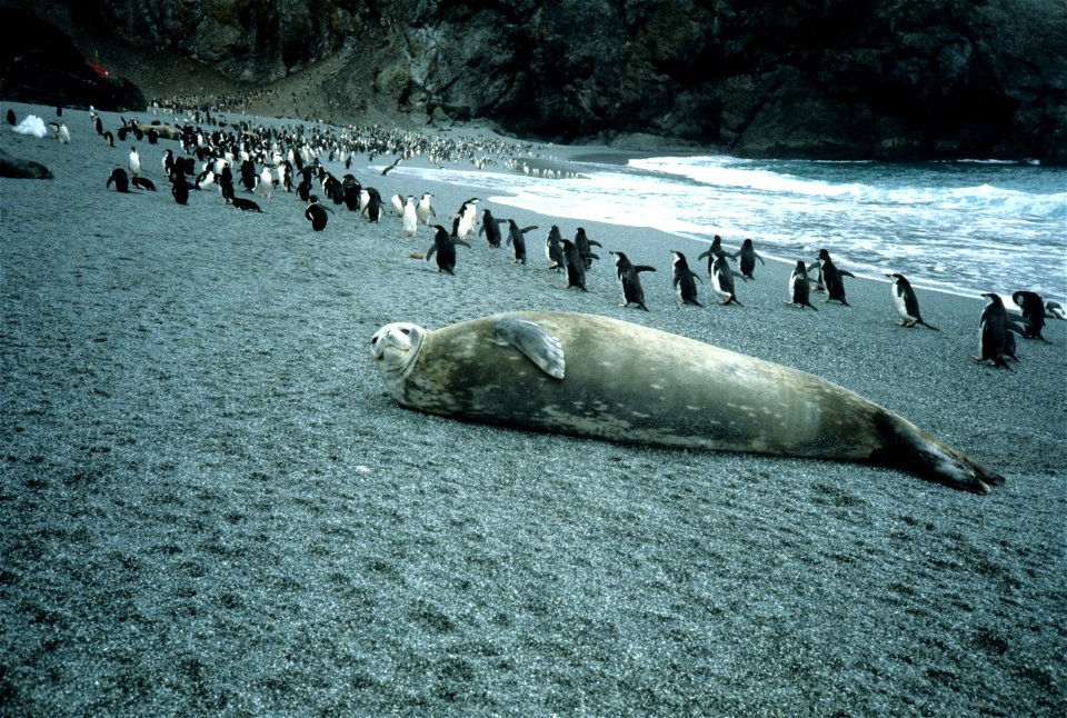 Weddell seal at North Cove, Seal Island