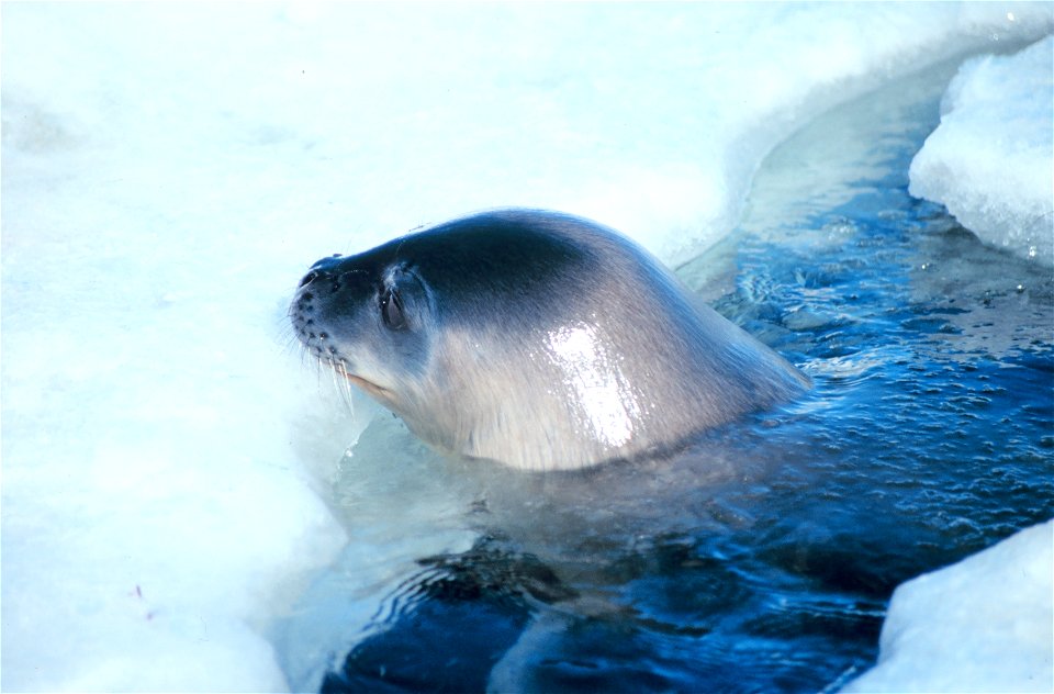 A Weddell Seal at a breathing hole