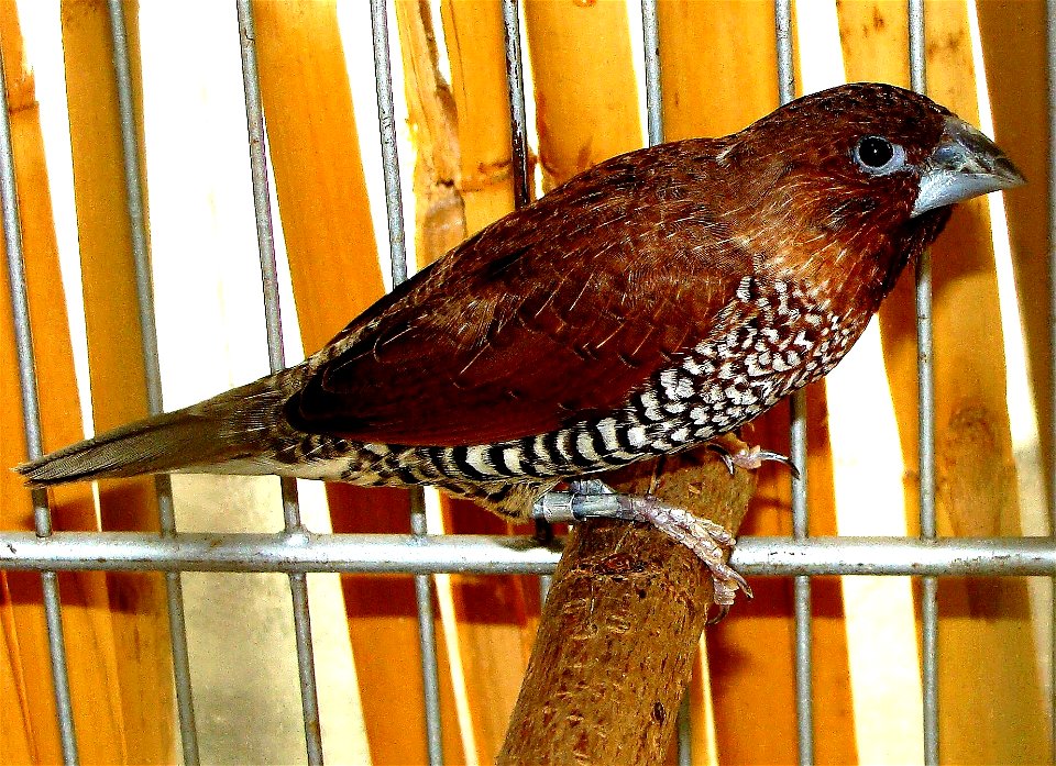 A Scaly-breasted Munia in the Botanical Garden, Prague