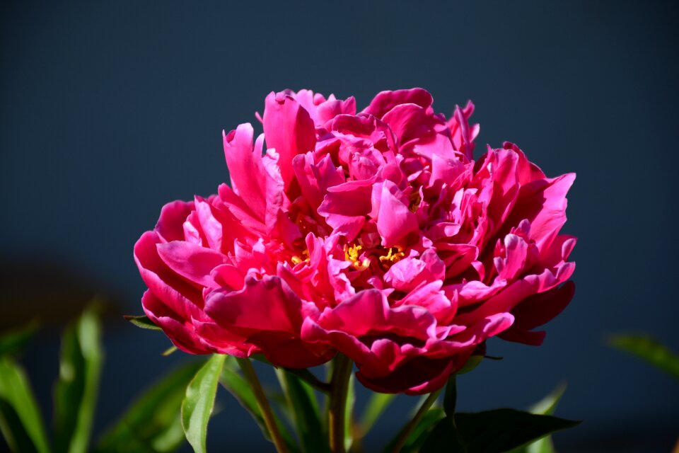 Nature blooming pink