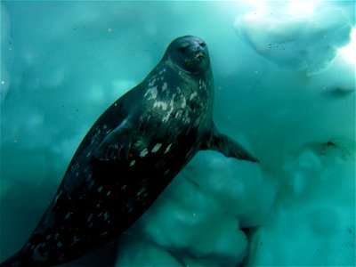 A Weddell Seal swims underwater in McMurdo Sound
