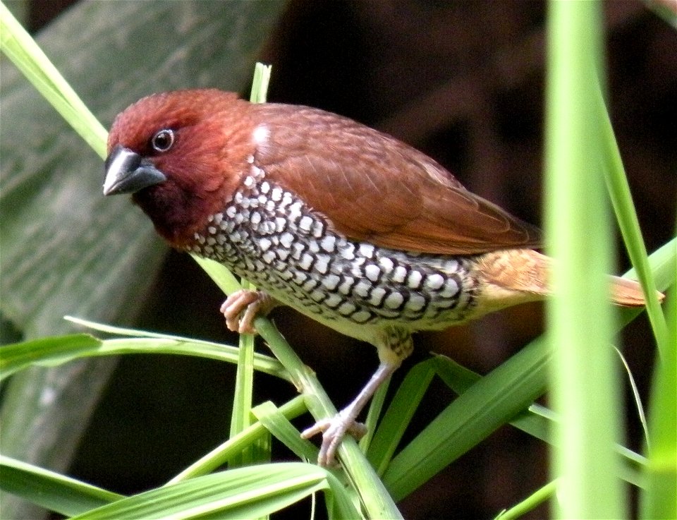 A Scaly-breasted Munia (Lonchura punctulata) in Avifauna, Alphen aan de Rijn, The Netherlands