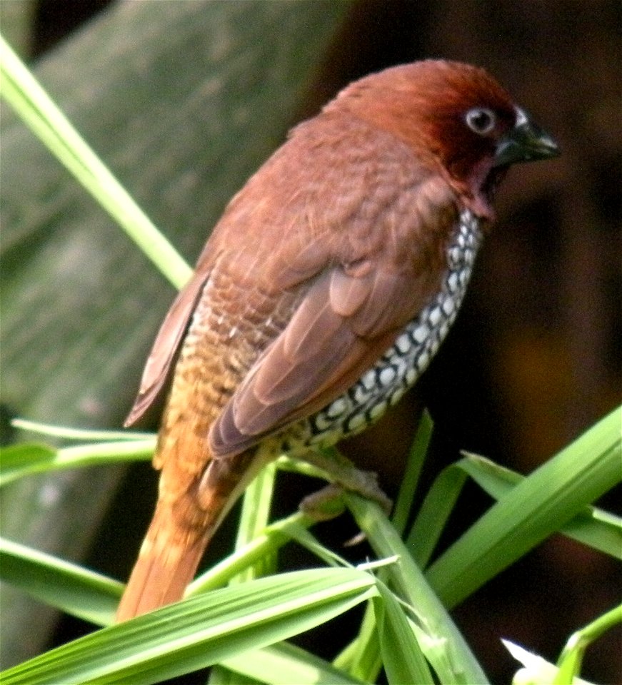 A Scaly-breasted Munia (Lonchura punctulata) in Avifauna, Alphen aan de Rijn, The Netherlands