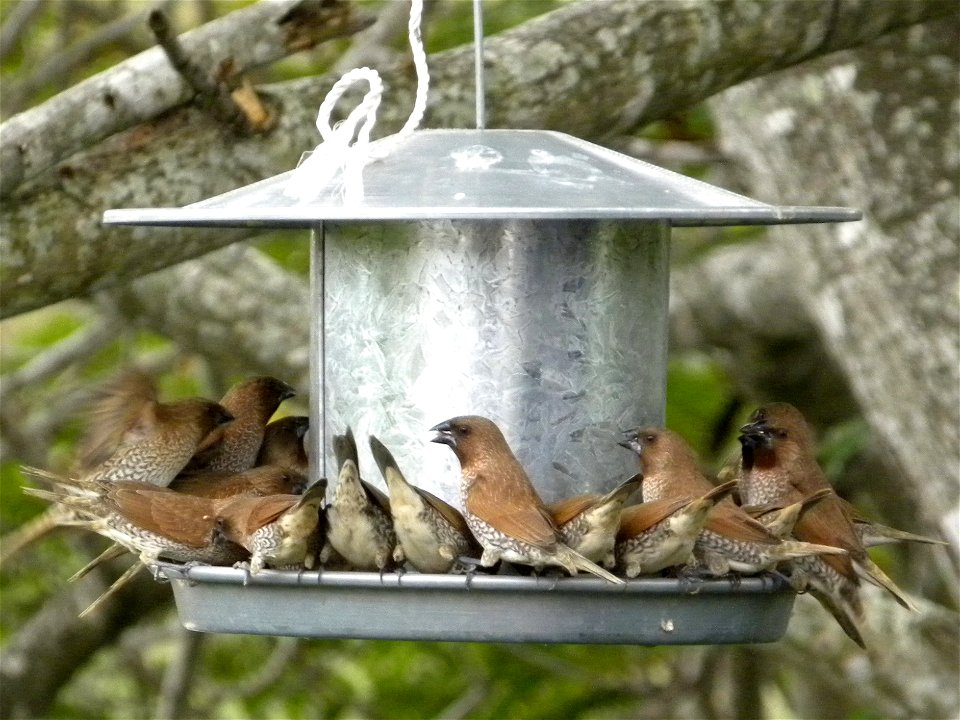 Feral Scaly-breasted Munia Lonchura punctulata (Nutmeg Mannikin) in bird-feeder, located in Central Queensland, Australia