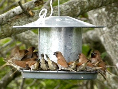 Feral Scaly-breasted Munia Lonchura punctulata (Nutmeg Mannikin) in bird-feeder, located in Central Queensland, Australia