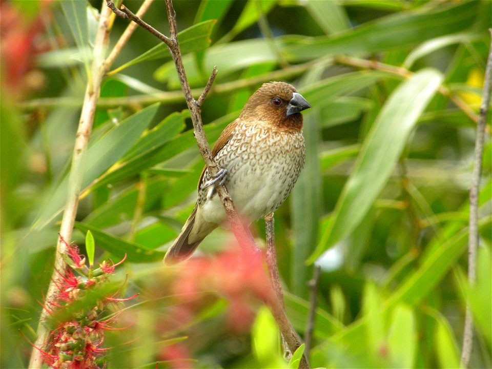 The Scaly-breasted Munia or Nutmeg Mannikin, spotted in Central Queensland, Australia (Lonchura punctulata)