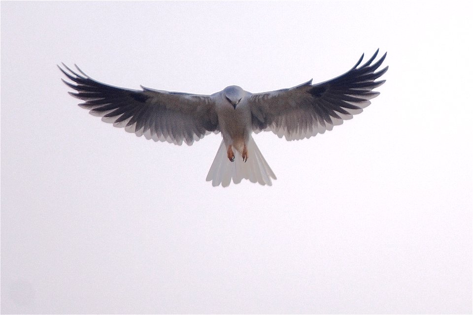 Mike Vos Photography