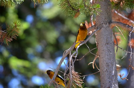 Pair of Black-headed Grosbeaks: Pheucticus melenocephalus