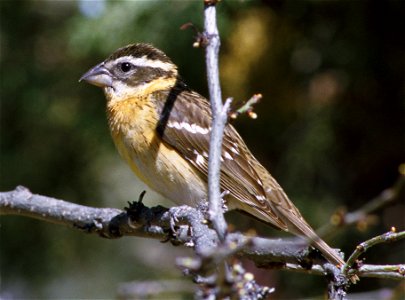 Female Black-headed Grosbeak (Pheucticus melanocephalus) photographed in the Tule Lake National Wildlife Refuge