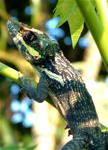 Wild knight anole in Florida.