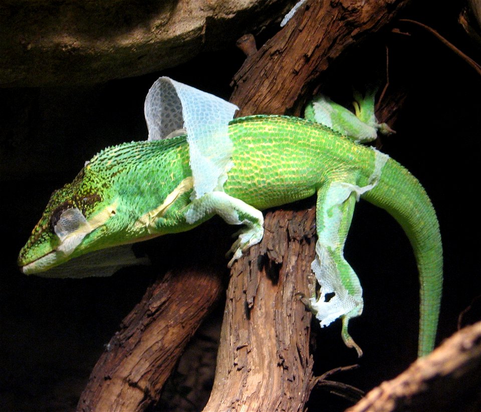 Knight Anole (Anolis equestris equestris) at the Cincinnati Zoo