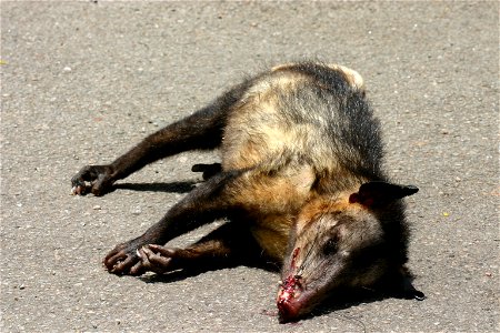 Didelphis marsupialis dead on the road in Cayennne, French Guiana
