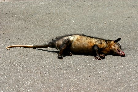 Didelphis marsupialis dead on the road in Cayennne, French Guiana photo