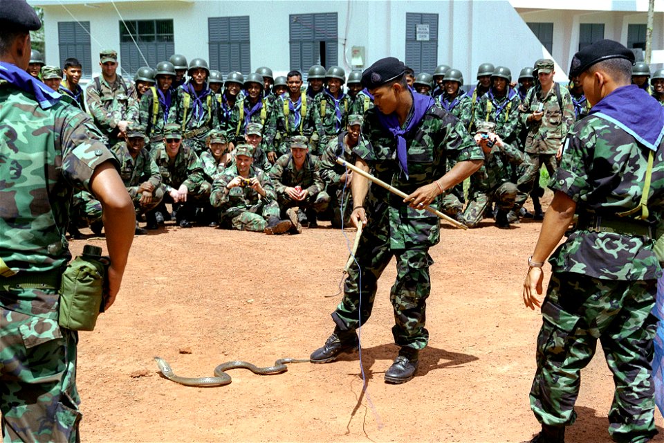 A Royal Thai Army soldier from 2nd Battalion, 15th Infantry Regiment demonstrates how to catch a King Cobra snake as Army soldiers assigned C/Company, 1st Battalion, 501st Parachute Infantry Regiment,