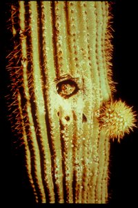 Fauna and Other Views at Organ Pipe National Monument, Arizona