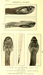 Reptiles of the world : tortoises and turtles, crocodilians, lizards and snakes of the eastern and western hemispheres / by Raymond L. Ditmars.