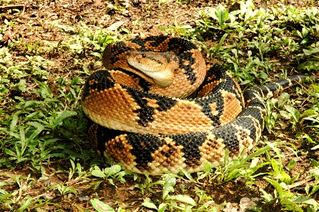 Lachesis muta muta (bushmaster)