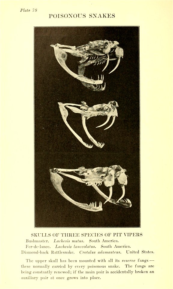 Reptiles of the world : tortoises and turtles, crocodilians, lizards and snakes of the eastern and western hemispheres / by Raymond L. Ditmars.
