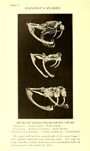 Reptiles of the world : tortoises and turtles, crocodilians, lizards and snakes of the eastern and western hemispheres / by Raymond L. Ditmars.