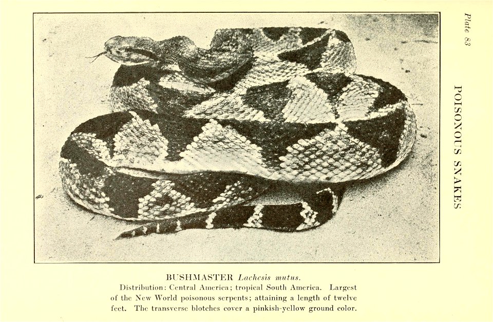 Reptiles of the world : tortoises and turtles, crocodilians, lizards and snakes of the eastern and western hemispheres / by Raymond L. Ditmars.