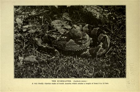 The American natural history; a foundation of useful knowledge of the higher animals of North America,