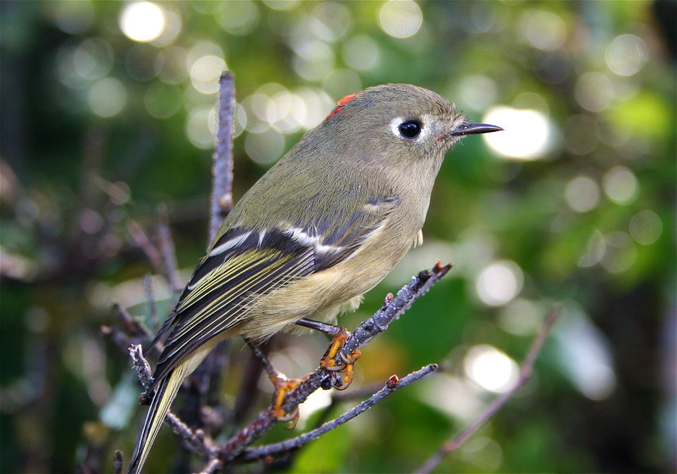 : Ruby-crowned Kinglet (Regulus calendula)