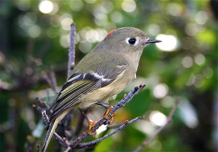 : Ruby-crowned Kinglet (Regulus calendula)