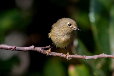 Ruby-crowned Kinglet

You are free to use this image with the following photo credit: Peter Pearsall/U.S. Fish and Wildlife Service
