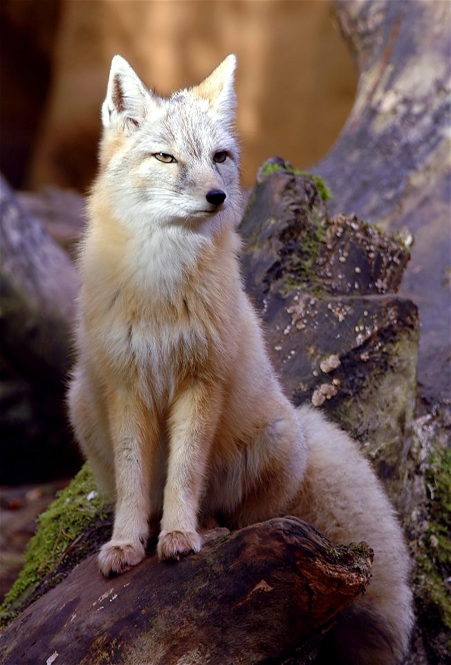 Zoo, Amersfoort Holland photo