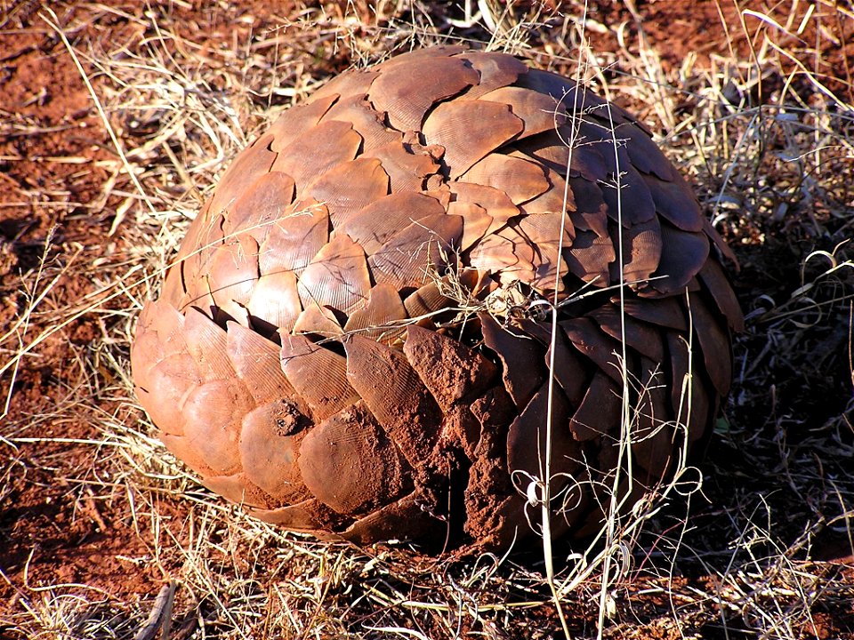 Eingerolltes Steppenschuppentier (Manis temminckii), Madikwe Game Reserve, Südafrika