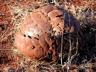 Eingerolltes Steppenschuppentier (Manis temminckii), Madikwe Game Reserve, Südafrika