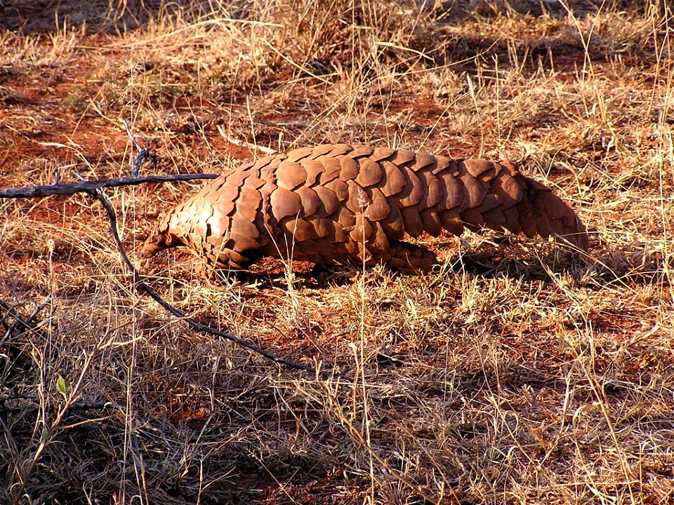 Steppenschuppentier (Manis temminckii), Madikwe Game Reserve, Südafrika
