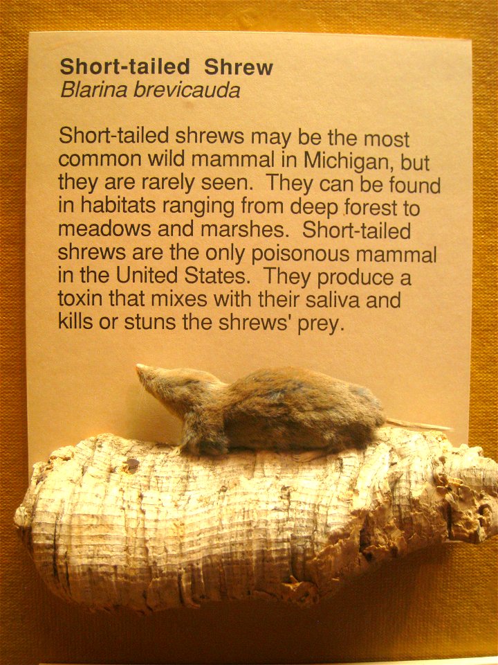 Blarina brevicauda. Exhibit Museum of Natural History, University of Michigan, 1109 Geddes Avenue, Ann Arbor, Michigan, USA.