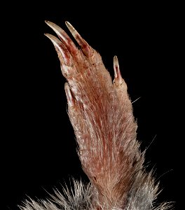 The hind paw of the Short-tailed Shrew, Blarina brevicauda, found by Liz Sellers, dead, at Banshee Reeks in Virgina.   So very delicate.  Photograph taken by Liz Sellers.

All photographs are public d