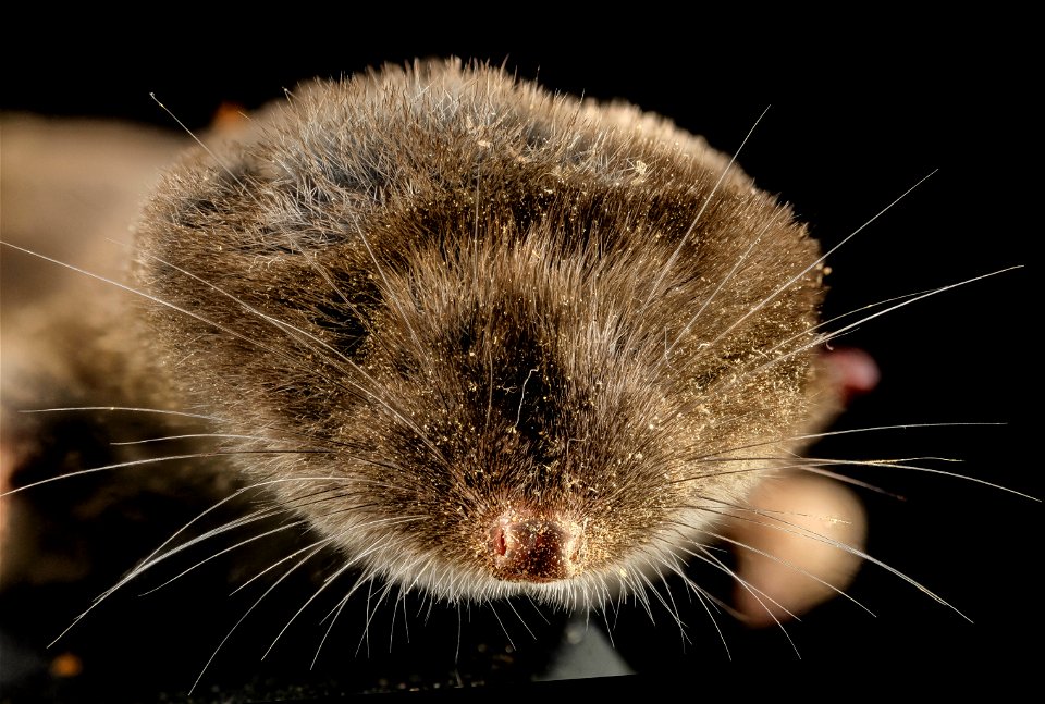 Blarina brevicauda - the short -tailed shrew.  This one found dead in the yard in Upper Marlboro, MD.  

Canon Mark II 5D, Zerene Stacker, Stackshot Sled, 65mm Canon MP-E 1-5X macro lens,  Twin Macro 